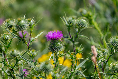 Wallpaper Mural Selective focus of wild purple flower Cirsium vulgare in the grass meadow, Spear Thistle (Speerdistel or Bull thistle) is a species of the Asteraceae genus Cirsium, Nature floral background