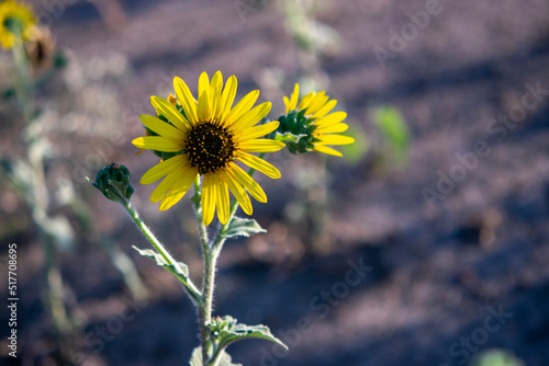 bee on a sunflower