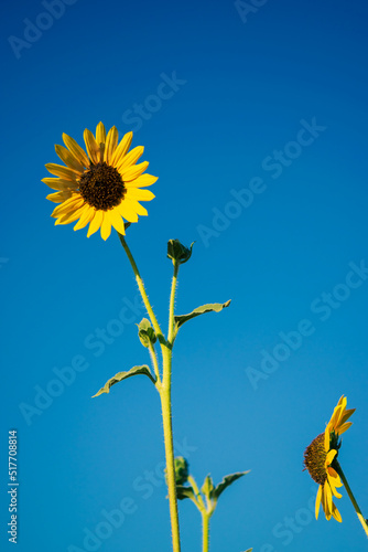 sunflower against blue sky