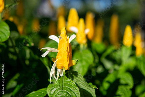 yellow flower