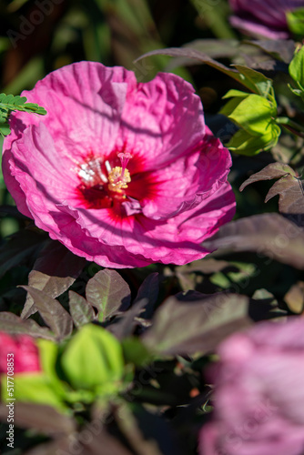 pink rose flower