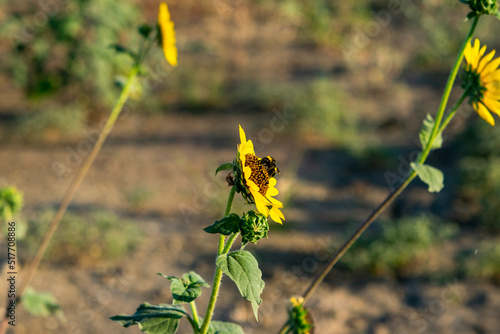 yellow flowers on a meadow