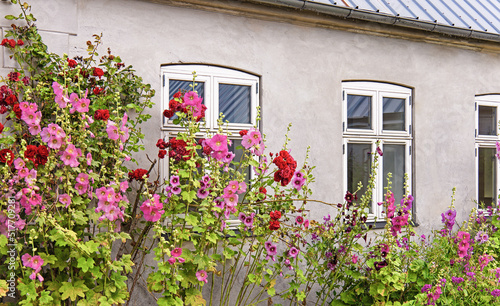 Beautiful colourful hollyhocks Alcea rose flower bloom at the window of the house.