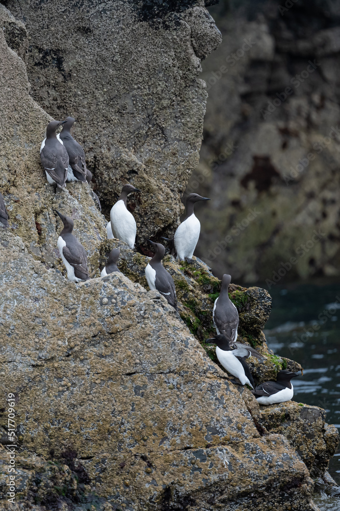 Fototapeta premium Guillimots on the rocks of the cliffs of Skomer island