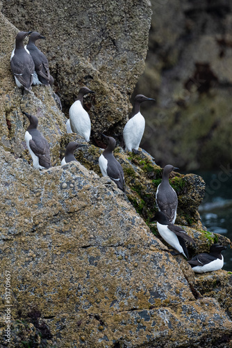 Guillimots on the rocks of the cliffs of Skomer island