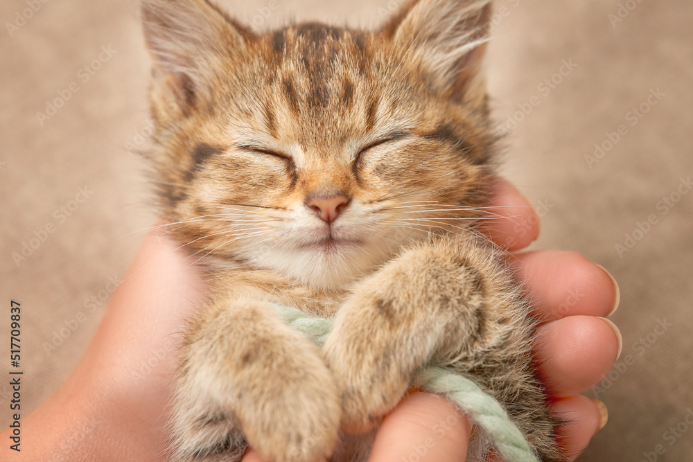 Sleeping tabby kitten in the hands of his owner