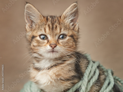 Fototapeta Naklejka Na Ścianę i Meble -  Cute playful tabby kitten wrapped in wool yarn