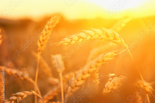 Ripe ears of wheat in the light of the evening sun
