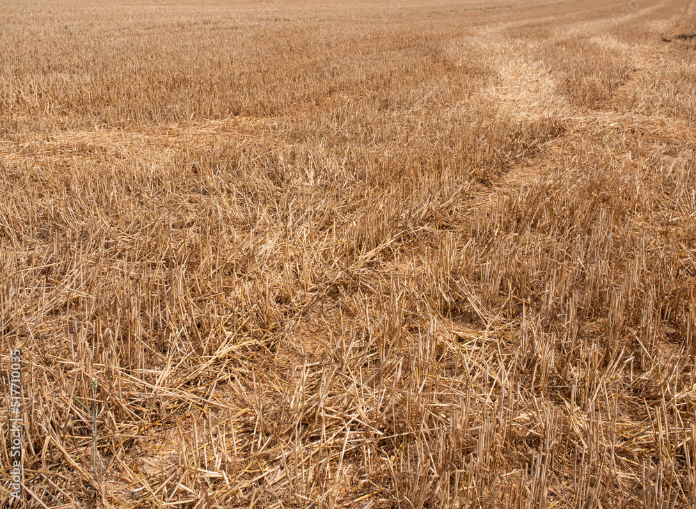 Harvested field and cropland. Short stalks of wheat after harvesting. Agriculture and cultivation. Harvested field and cropland. Short stalks of wheat after harvesting. Agriculture and cultivation.