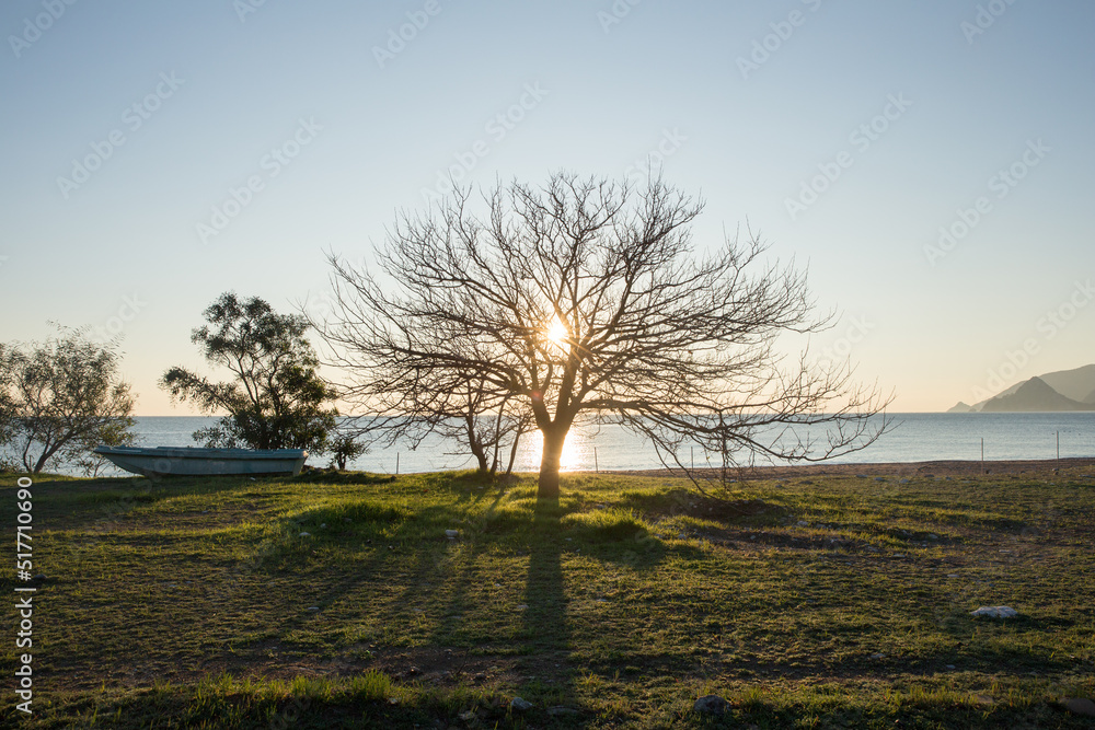 A view of beautiful tree at sunset, Mediterranean Sea in the background