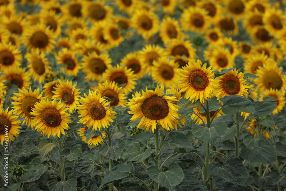 Sunflowers. Blooming field of sunflowers in summer Sunflowers. Blooming field of sunflowers in summer