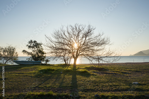 A view of beautiful tree at sunset, Mediterranean Sea in the background