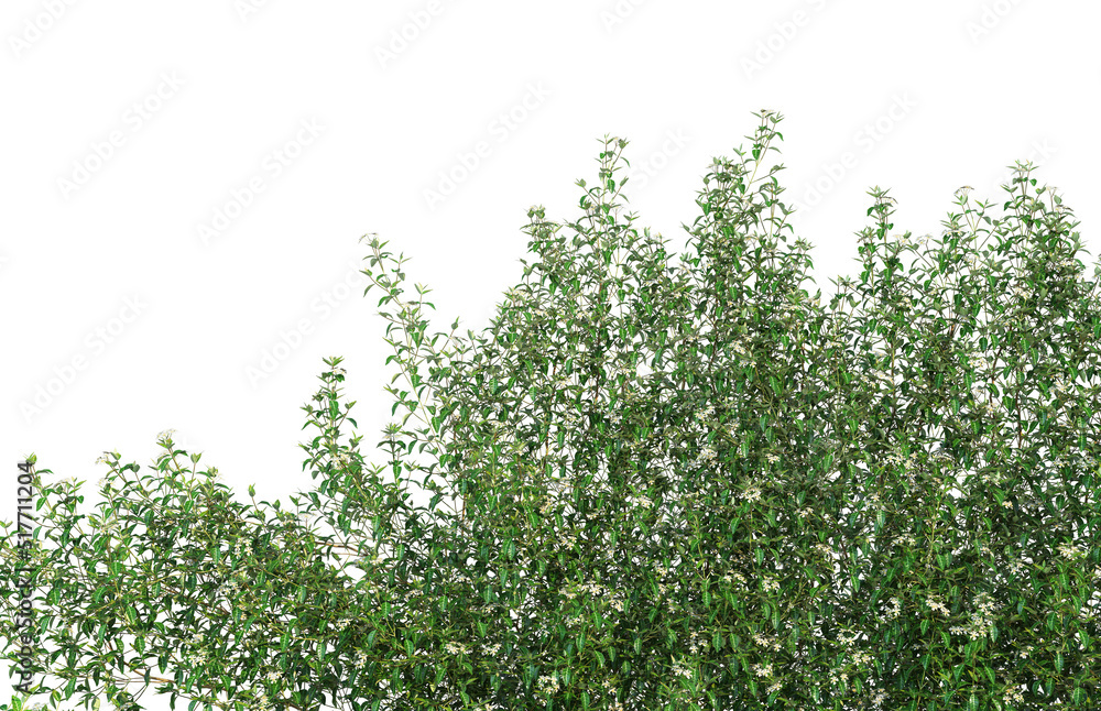Fototapeta premium Ivy flowers on a white background.