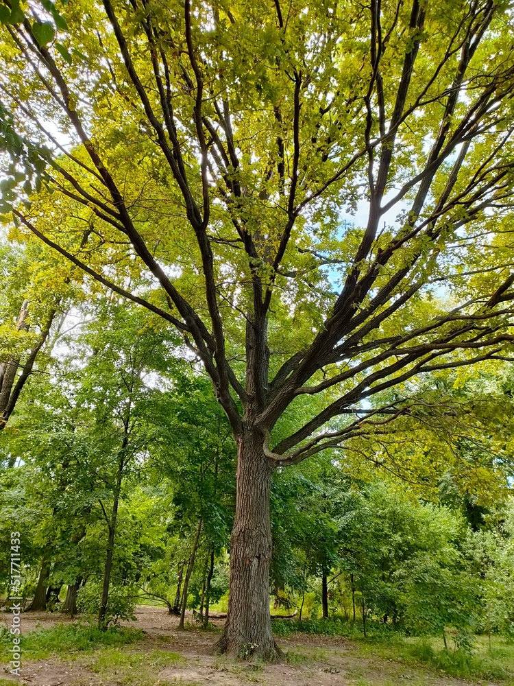 Fototapeta premium trees in the park