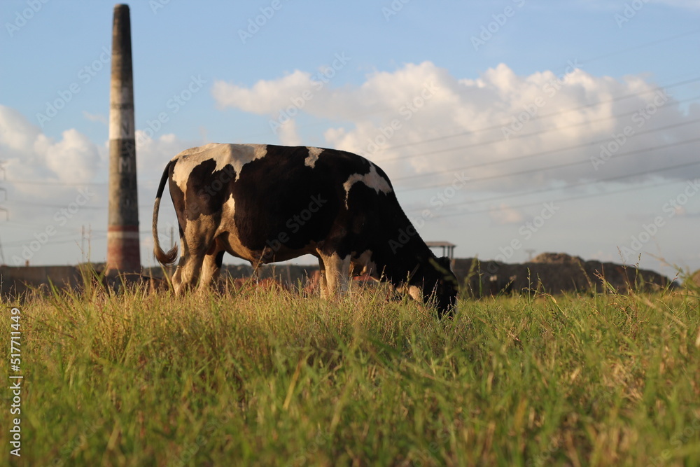 Cow grazing on a farmland, cow eating grass on a rural field Cow grazing on a farmland, cow eating grass on a rural field