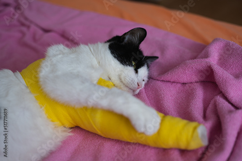 Fototapeta Naklejka Na Ścianę i Meble -  Bandaged injured cat resting in bed at home, suffered fractured leg in an accident. Domestic care of unwell  pet.