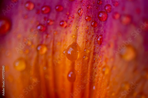 Water droplets on flower petals