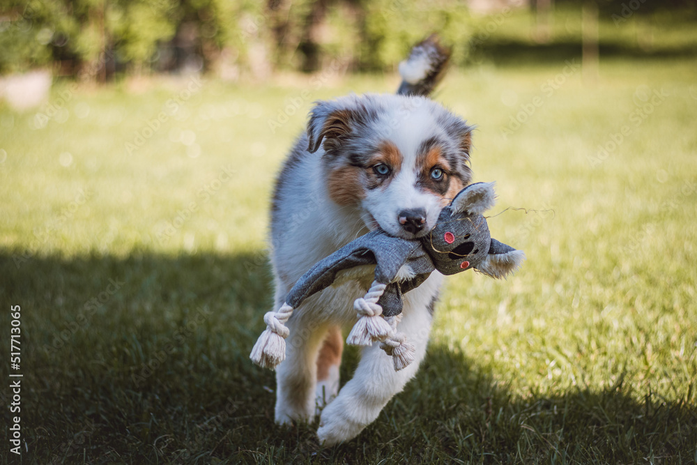 Australian Shepherd puppy runs around the garden with his toy in his mouth. the four-legged devil runs around all the corners of the new garden with his best friend