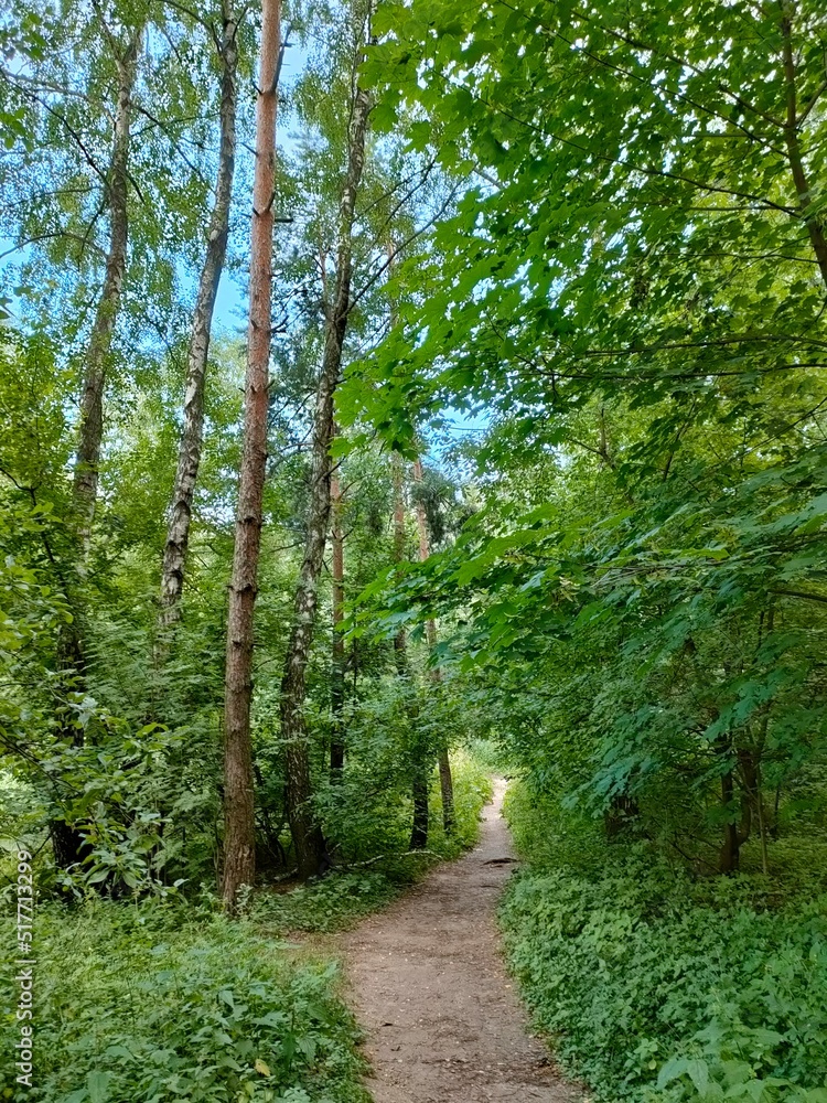 Obraz premium footpath in the forest