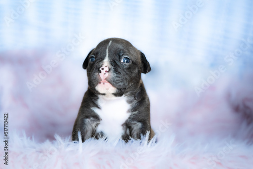 American bully puppies newborn session © Roksana