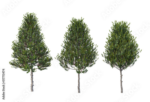Bushes on a white background