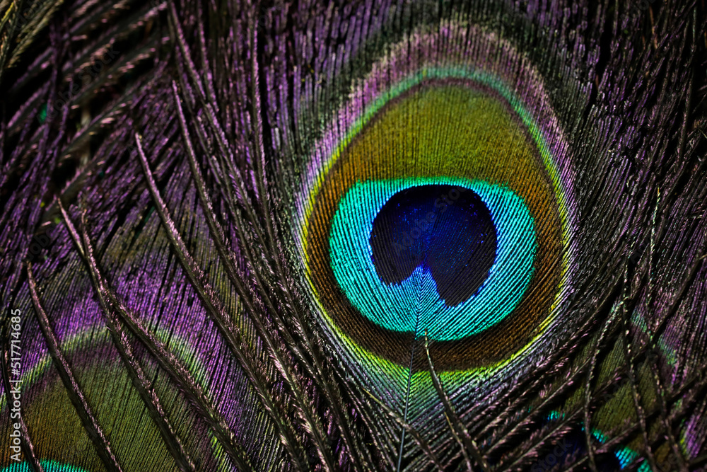 Naklejka premium Peacock feather closeup. Peafowl feather. Bird feather. Mor pankh. Abstract background. Janmashtami background. Wallpaper. Feather.