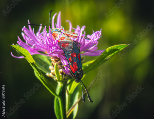 butterfly on flower