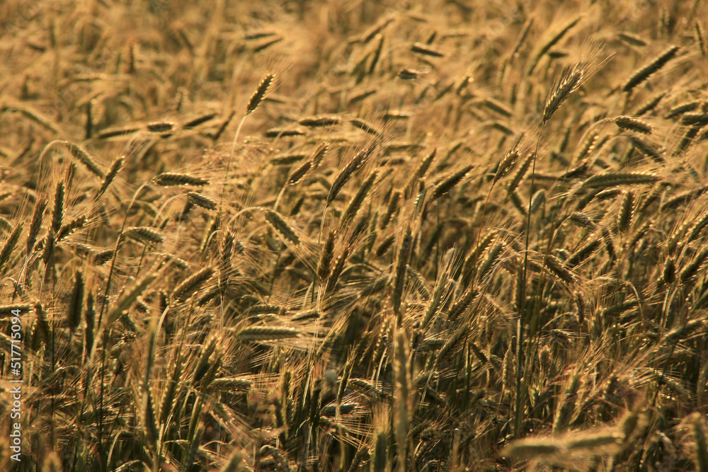 field of golden barley cereal
