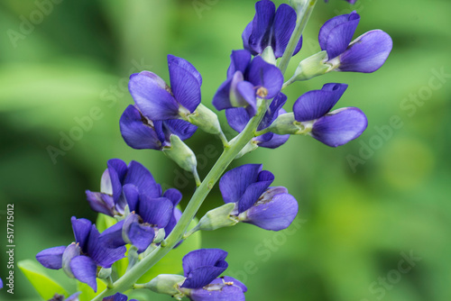 close up of the blossoming flowers of the blue false indigo in the city-garden