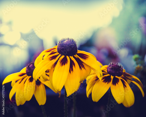 Yellow Flowers