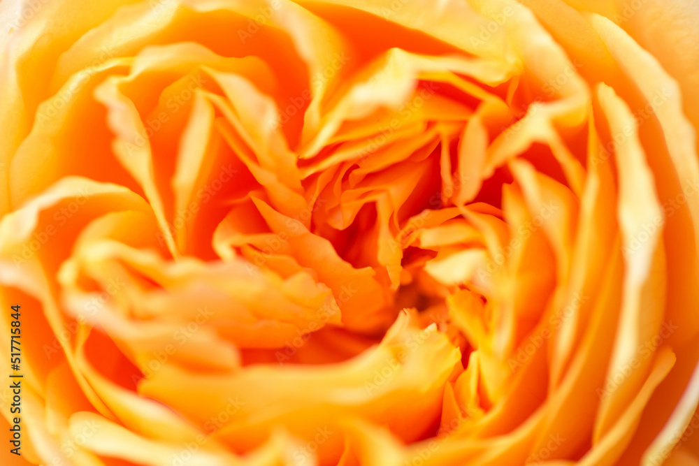 Petals of bright orange rose, close-up. Orange floral background Petals of bright orange rose, close-up. Orange floral background