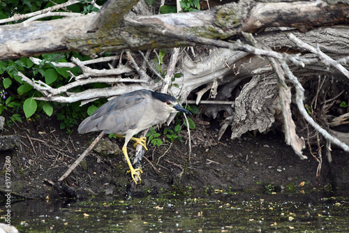 Black Crowned Night Heron sits perched on a fallen tree along edge of river