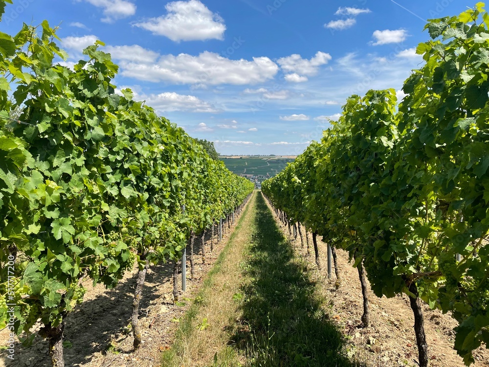 vineyard, Rheinhessen, Germany