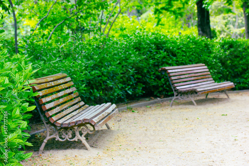 Wooden benches for relaxing in green spring or summer shady city park, botanical garden in sunny day. Green bushes with young fresh leaves in focus. Seat, chair, benches for rest on a street outdoors.
