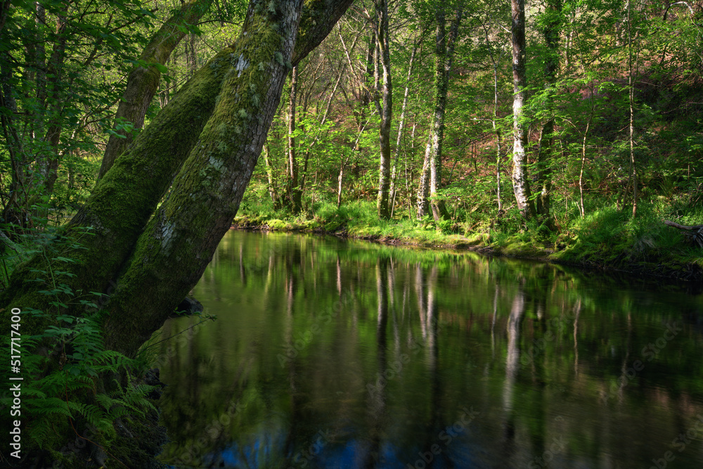 Relaxing atmosphere with the soft light of the morning on a river surrounded by forest Relaxing atmosphere with the soft light of the morning on a river surrounded by forest