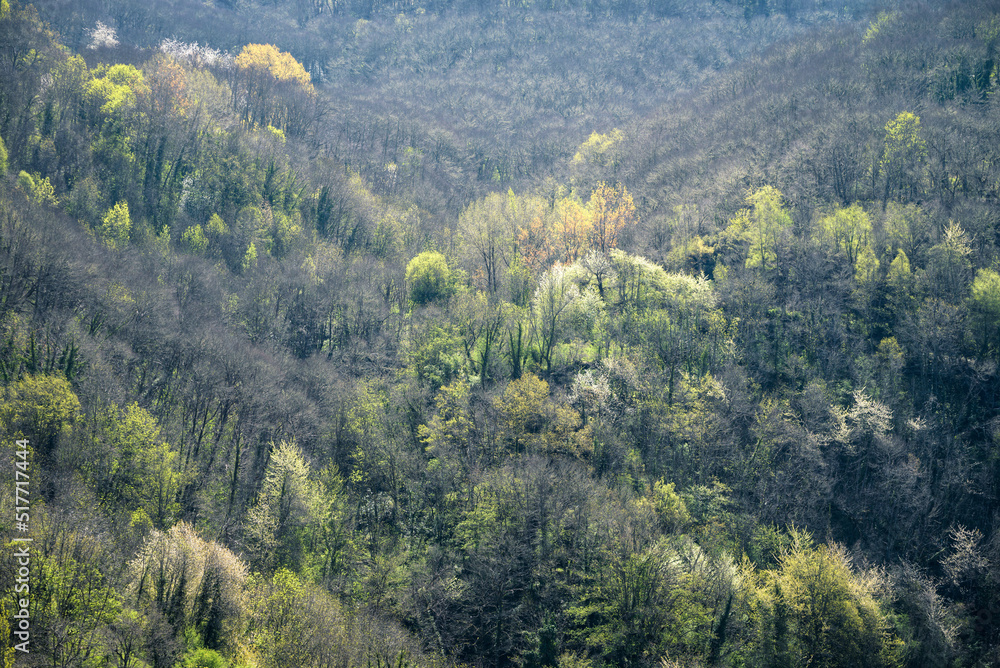 Spring atmosphere in the wooded valleys of Courel Spring atmosphere in the wooded valleys of Courel