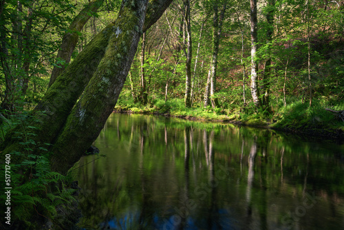 Relaxing atmosphere with the soft light of the morning on a river surrounded by forest
