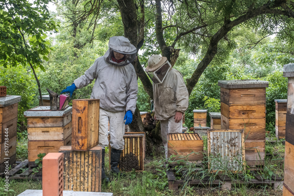 Beekeeping in countryside. Organic farming Beekeeping in countryside. Organic farming