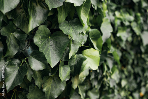 Perspective shot of a wall decorated with natural green leaves