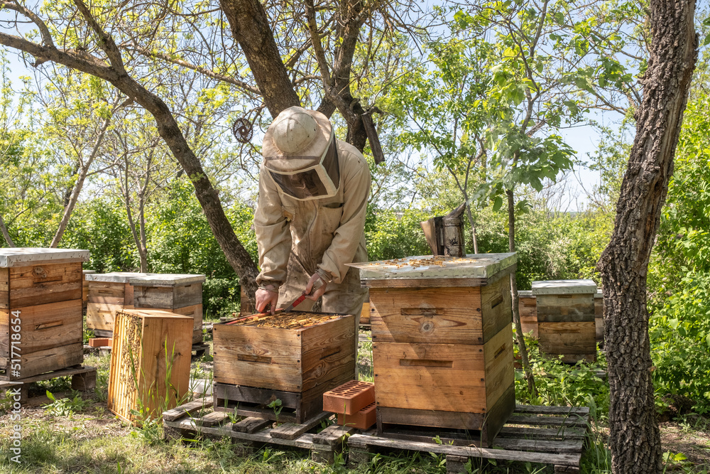 Beekeeper removing honeycomb from beehive. Person in beekeeper suit taking honey from hive. Farmer wearing bee suit working with honeycomb in apiary. Beekeeping in countryside. Organic farming Beekeeper removing honeycomb from beehive. Person in beekeeper suit taking honey from hive. Farmer wearing bee suit working with honeycomb in apiary. Beekeeping in countryside. Organic farming