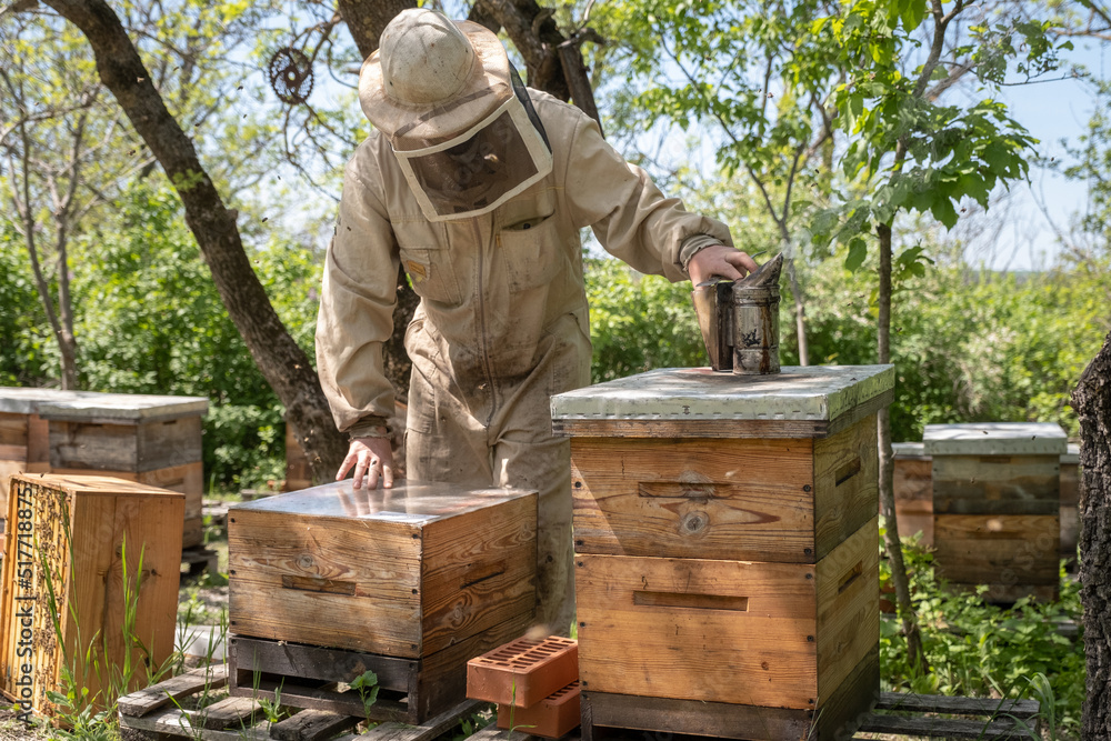 Beekeeper removing honeycomb from beehive. Person in beekeeper suit taking honey from hive. Farmer wearing bee suit working with honeycomb in apiary. Beekeeping in countryside. Organic farming Beekeeper removing honeycomb from beehive. Person in beekeeper suit taking honey from hive. Farmer wearing bee suit working with honeycomb in apiary. Beekeeping in countryside. Organic farming