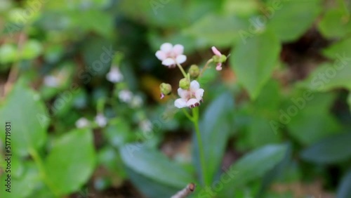 Twinflower (Linnaea borealis) in Northwest of USA on a hike - little pink pale flowers