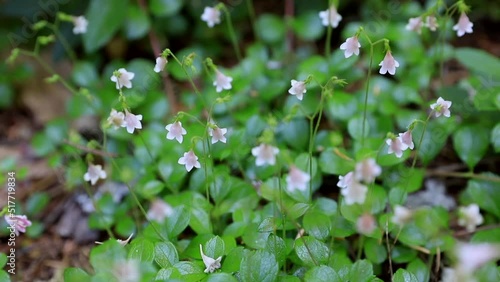 Twinflower (Linnaea borealis) in Northwest of USA on a hike - little pink pale flowers
