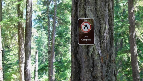 Sign no camping in the forest on the pine tree