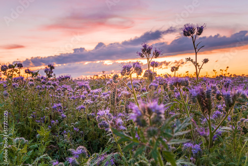 Phacelia tanacetifolia  also known as blue yarrow or purple rapeseed  is an annual plant. It is grown as a forage plant or green manure in Central Europe. Taken at sunrise in South Bohemia