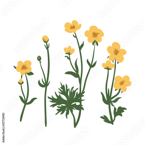 Buttercup flower set, crowfoot vector illustration isolated on white background, herbal wildflowers for design medicine, wedding invitation, greeting card, cosmetic. Summer field flower photo