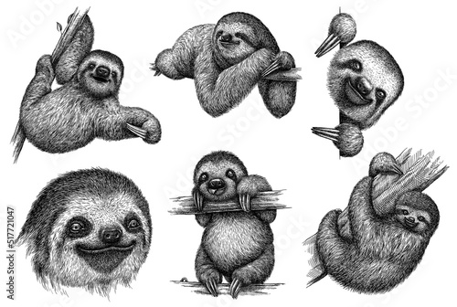 Vintage engrave isolated sloth set illustration ink sketch. Sloth bear background sleep art photo
