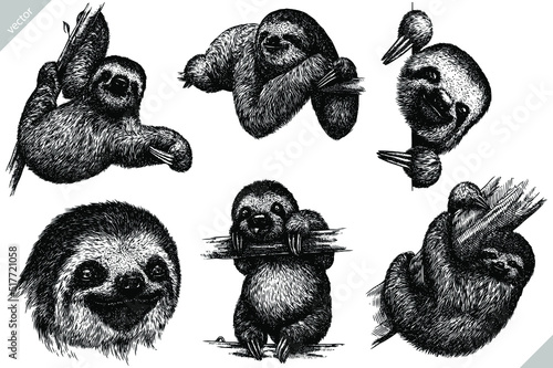 Vintage engrave isolated sloth set illustration ink sketch. Sloth bear background sleep vector art