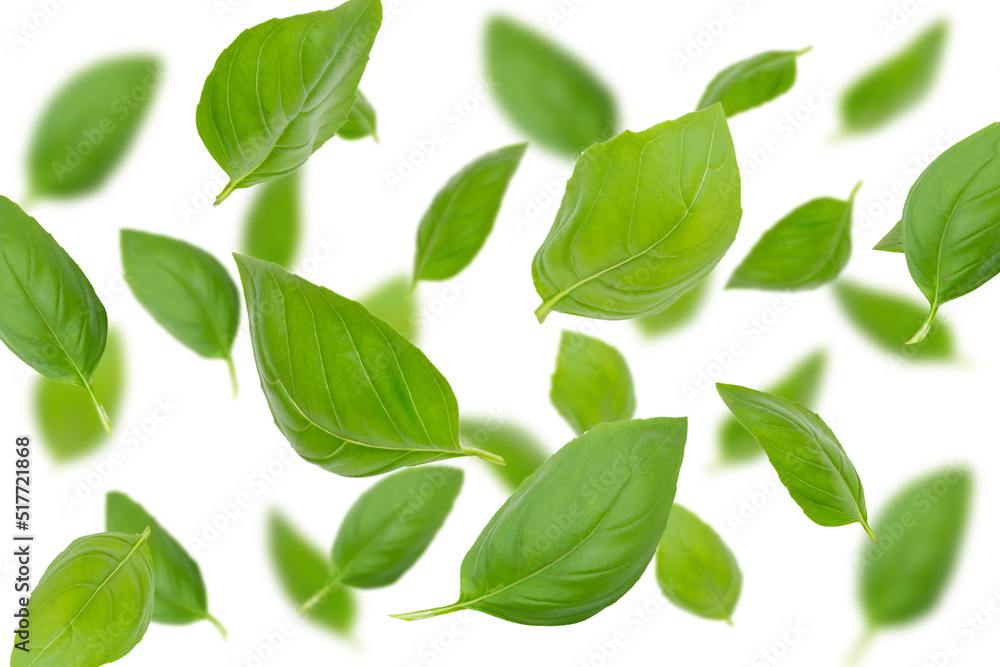 Pattern of fresh green basil leaves on a white background
