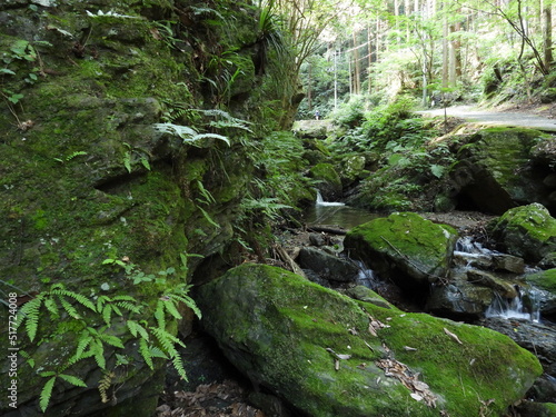 A mossy stone in the brook. photo